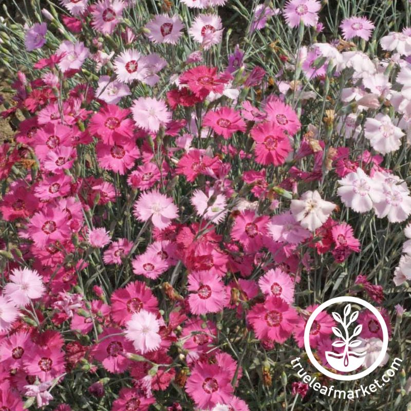 Dianthus Flower Seeds - Cottage Pinks - 4 Oz ~92,000 Seeds - Buy Bulk Non-GMO Dianthus Chinensis - Home Farm & Gardening Bulk Se